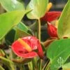 Anthurium Success Red -Bloom Field Shop success red flowers