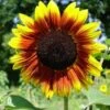 Sunflower Golden Prominence - Seed -Bloom Field Shop sunflower solar flash 500 1