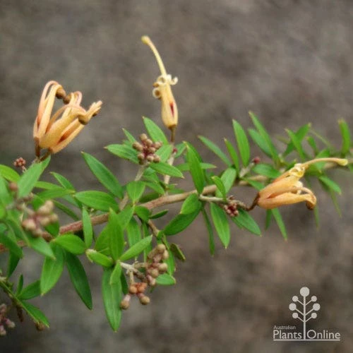 Grevillea Sunkissed 3 Grevillea Sunkissed