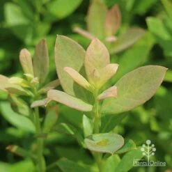 Blueberry Sunshine Blue -Bloom Field Shop sunshine blue foliage