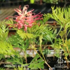 Grevillea Superb 13 Grevillea Superb -Bloom Field Shop superb tube