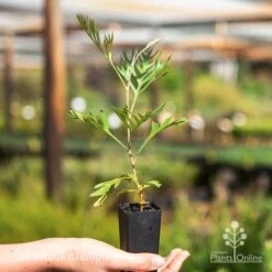 New Arrival -Bloom Field Shop superb tube 1