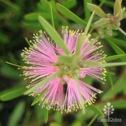 Bloom Field Shop -Bloom Field Shop sweet burst callistemon above