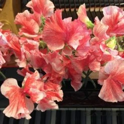 Sweet Pea Ripple Mix - Seed 6 Sweet Pea Ripple Mix - Seed -Bloom Field Shop sweet pea ripple