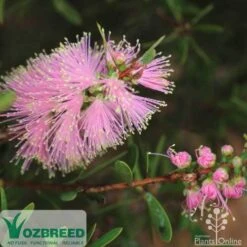 Callistemon Sweet Burst -Bloom Field Shop sweetburst flower