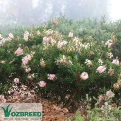 Callistemon Sweet Burst -Bloom Field Shop sweetburst misty