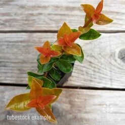 Syzygium Orange Twist - Lilly Pilly 11 Syzygium Orange Twist - Lilly Pilly -Bloom Field Shop syzygium orange twist