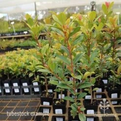 Syzygium Resilience - Lilly Pilly -Bloom Field Shop syzygium resilience tubestock tall