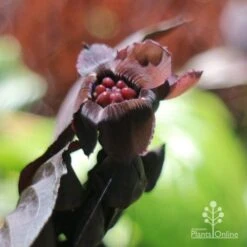 Bat Plant - Tacca -Bloom Field Shop tacca flower closeup