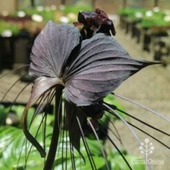 Bat Plant - Tacca -Bloom Field Shop tacca in nursery back