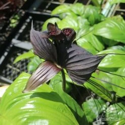 Bat Plant - Tacca -Bloom Field Shop tacca in nursery top