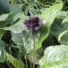 Bat Plant - Tacca 1 Bat Plant - Tacca -Bloom Field Shop tacca plant 500