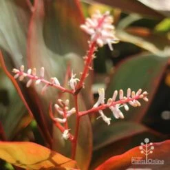 Cordyline Fruticosa Tangelo -Bloom Field Shop tangelo cordyline flower