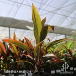 Cordyline Fruticosa Tangelo -Bloom Field Shop tangelo tube in nursery