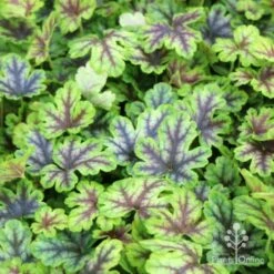 Heucherella Tapestry - Foamy Bells 20 Heucherella Tapestry - Foamy Bells -Bloom Field Shop tapestry colour range