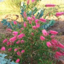 Callistemon Taree Pink -Bloom Field Shop taree pink 500