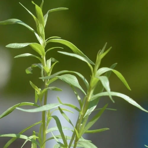 Tarragon - Seed 3 Tarragon - Seed - Image 2