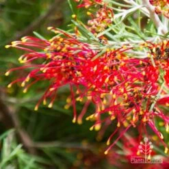 Grevillea Mini Marvel -Bloom Field Shop thelemanniana grevillea flower