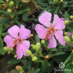 Tibouchina Chameleon -Bloom Field Shop tib chameleon flowers 500 1