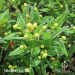 Tibouchina Chameleon -Bloom Field Shop tib chameleon leaf 500 1