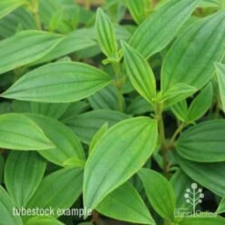 Tibouchina Illusion -Bloom Field Shop tib illusion leaf 500 1