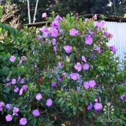 Tibouchina Allure -Bloom Field Shop tibouchina allure bush