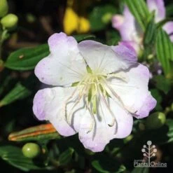 Tibouchina Chameleon -Bloom Field Shop tibouchina chameleon close