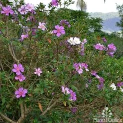 Tibouchina Chameleon -Bloom Field Shop tibouchina chameleon 2