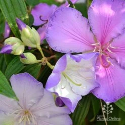 Tibouchina Illusion -Bloom Field Shop tibouchina illusion three colours