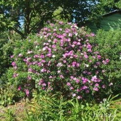 Tibouchina Chameleon -Bloom Field Shop tibouchina mutable