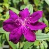 Tibouchina Purple Star 2 Tibouchina Purple Star -Bloom Field Shop tibouchina purple star full open