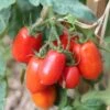 Tomato Roma - Seed -Bloom Field Shop tomatoes roma growing