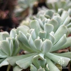 Echeveria Topsy Turvy - Succulent 14 Echeveria Topsy Turvy - Succulent -Bloom Field Shop topsy echeveria