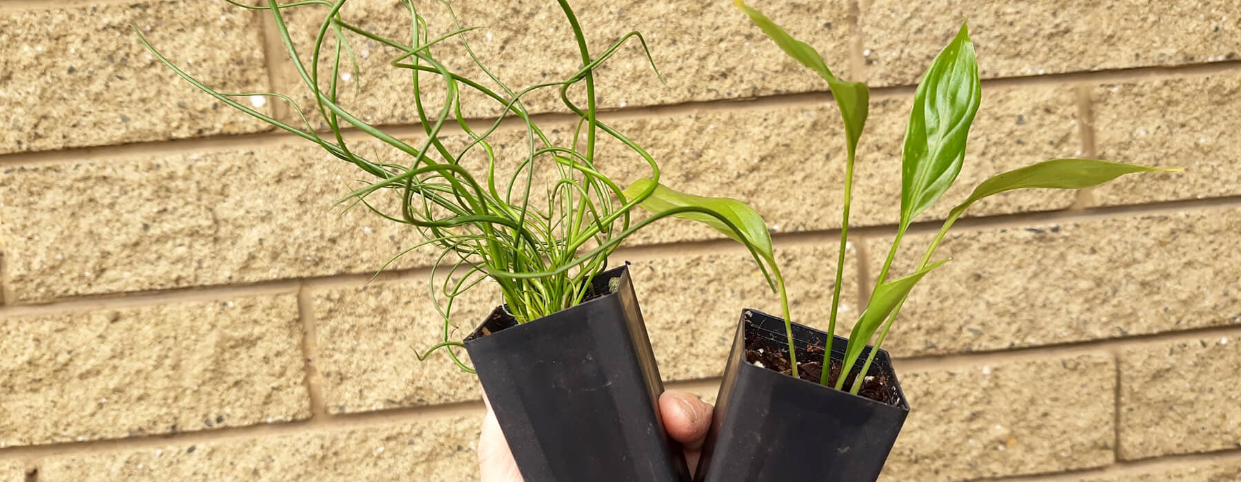 Bloom Field Shop -Bloom Field Shop tubestock banner