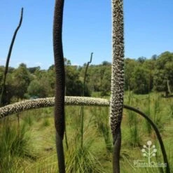 Xanthorrhoea - Grass Tree 17 Xanthorrhoea - Grass Tree -Bloom Field Shop two stages of grass tree flowerspike