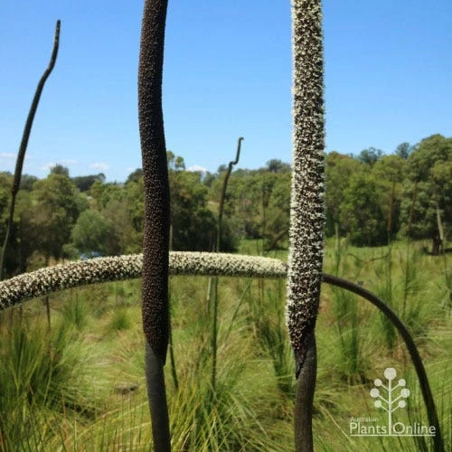 Xanthorrhoea - Grass Tree 8 Xanthorrhoea - Grass Tree - Image 6