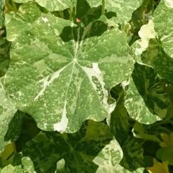 Nasturtium Alaska Salmon Variegated - Seed 7 Nasturtium Alaska Salmon Variegated - Seed -Bloom Field Shop variegated nasturtiums leaf