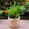 Crassula - Watchchain, Rat Tail Succulent -Bloom Field Shop watchchain crassula potted 1