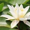 Water Lily Hermine - 1 Bulb 2 Water Lily Hermine - 1 Bulb -Bloom Field Shop water lily for hermine
