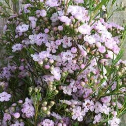 Chamelaucium Dancing Queen - Waxflower 18 Chamelaucium Dancing Queen - Waxflower -Bloom Field Shop wax dancing queen pg
