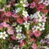 Chamelaucium MY SWEET 16™ - Waxflower 2 Chamelaucium MY SWEET 16™ - Waxflower -Bloom Field Shop wax sweet 16 close pg
