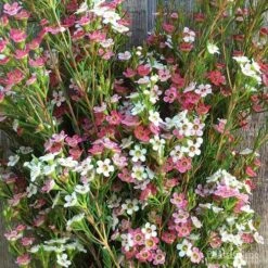 Chamelaucium MY SWEET 16™ - Waxflower -Bloom Field Shop wax sweet 16 pg