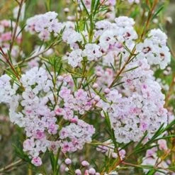 Chamelaucium Dancing Queen - Waxflower 17 Chamelaucium Dancing Queen - Waxflower -Bloom Field Shop waxflower dancing queen
