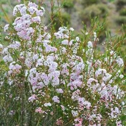 Chamelaucium Dancing Queen - Waxflower 20 Chamelaucium Dancing Queen - Waxflower -Bloom Field Shop waxflower dancing queen bush