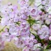 Chamelaucium Dancing Queen - Waxflower -Bloom Field Shop waxflower dancing queen close