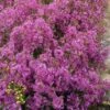 Chamelaucium Free Spirit - Waxflower -Bloom Field Shop waxflower free spirit 1