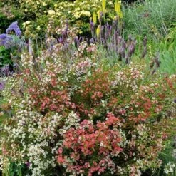 Chamelaucium MY SWEET 16™ - Waxflower -Bloom Field Shop waxflower my sweet 16