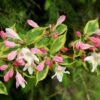 Weigela Variegated -Bloom Field Shop weigela apple blossom