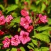 Weigela Eva Rathke -Bloom Field Shop weigela for eva rathke