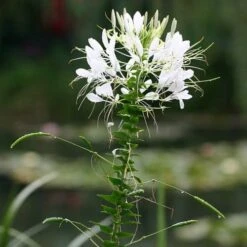 Cleome - Spider Flower - Seed 7 Cleome - Spider Flower - Seed -Bloom Field Shop white cleome